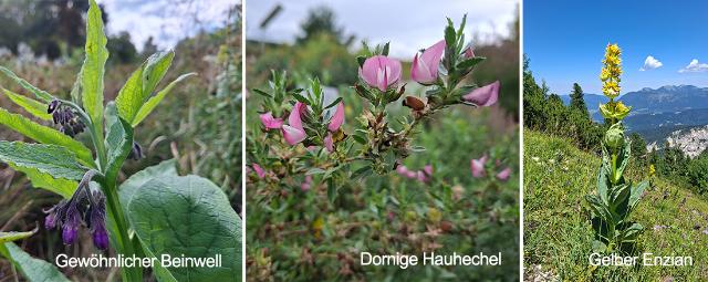 Ihre Wurzeln haben förderliche Inhaltsstoffe: (v.l. Gewöhlicher Beinwell, Dorniger Hauhechel und Gelber Enzian.