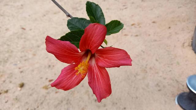 Auch einige Hibiskus-Arten sind in den Tropen gefährdet und werden im Ökologisch-Botanischen Garten kultiviert.