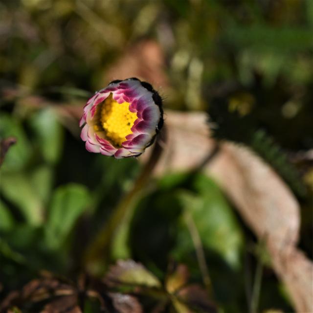 Eine Fotografie eines Gänseblümchen ist zu sehen.