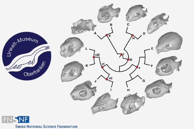 Logo Urwelt-Museum Oberfranken und Schädel fossiler Schildkröten