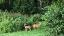 Rehe im Wald