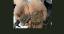 Ein Ammonit in der Hand eines Kindes