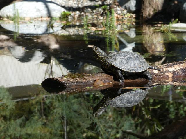 Europäische Sumpfschildkröte, welche auf einem Baumstamm über dem Wasser liegt
