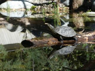 Europäische Sumpfschildkröte, welche auf einem Baumstamm über dem Wasser liegt