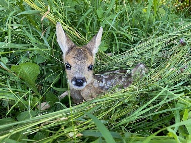 Rehkitz in Wiese