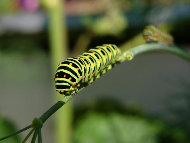 Raupe des Schwalbenschwanz-Schmetterlings.