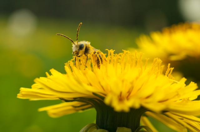 Wildbiene auf Löwenzahn