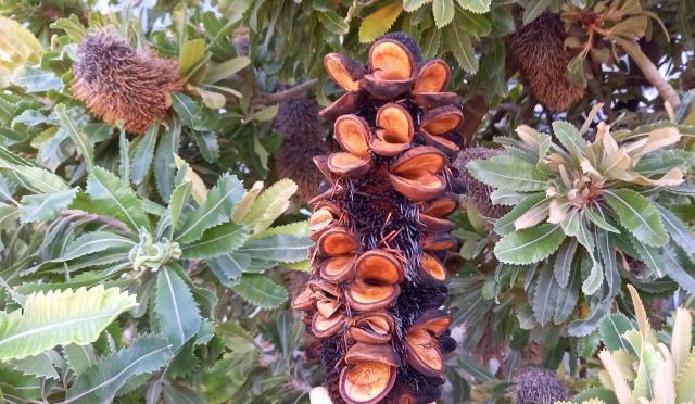 abgebrannte Banksia Frucht