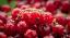 Johanissbeeren mit Wassertropfen