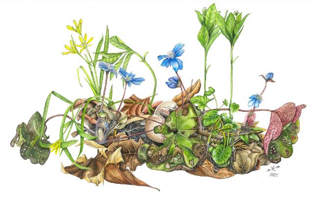 Kay Weber - Botanische Illustrationen