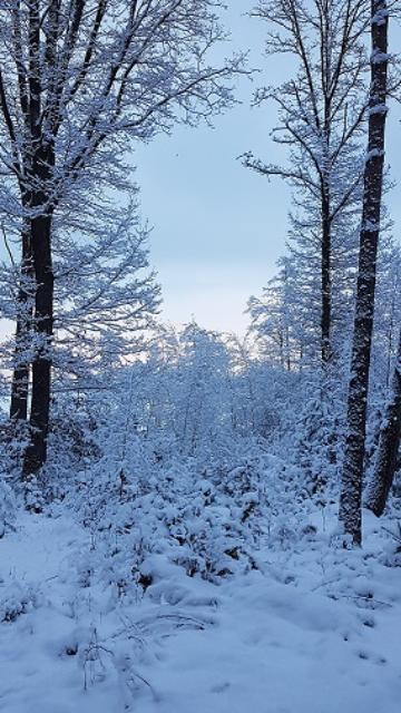 Winterwald