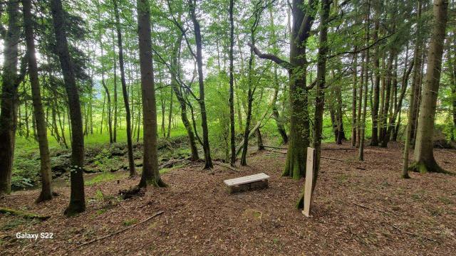 Mühlwehr Mengersdorf im Wald