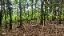 Mühlwehr Mengersdorf im Wald