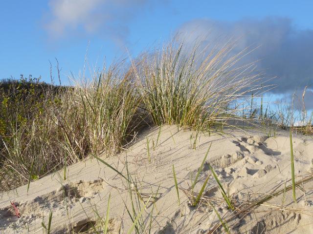 Strandfeeling im Ökolgisch-Botanischen Garten.