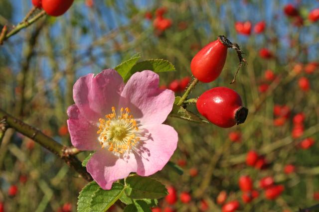 Hagebutte und Wildrosenblüte
