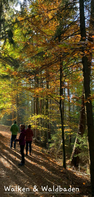 Nadel- und Laubbäume