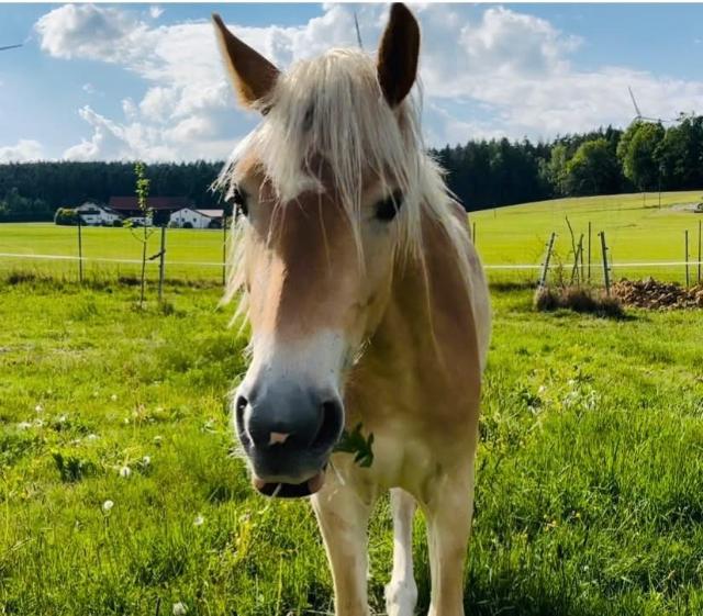 Pferd am Weidehof