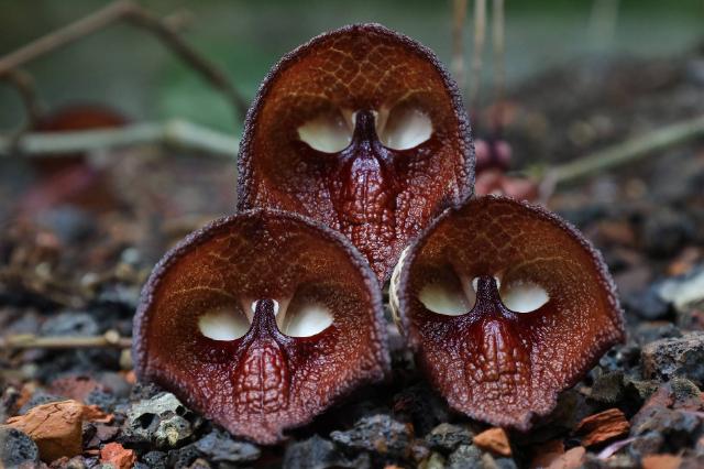 Darth Vader“ Pflanze - Aristolochia salvadorensis