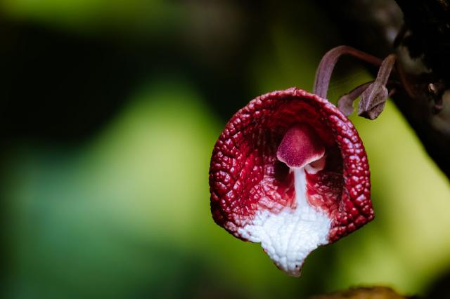 Baumartige Pfeifenblume - Aristolochia arborea, im Ökologisch-Botanischen Garten