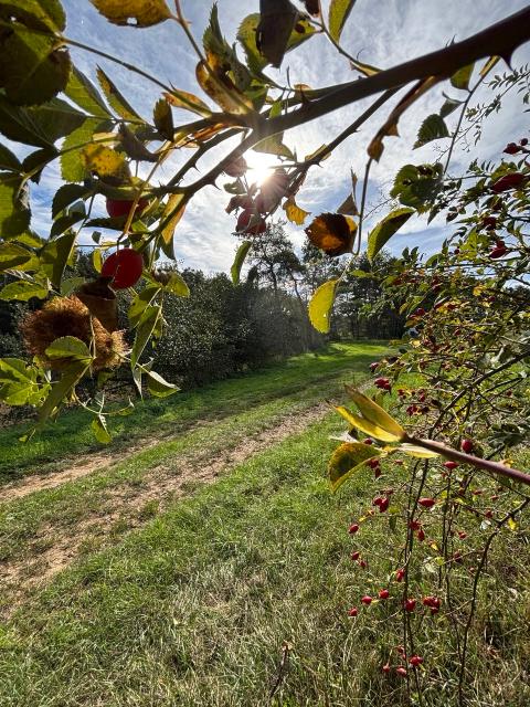 Hagebuttenstrauch mit Gallapfel am Wegesrand 