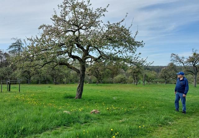 Streuobstbaum und Günther