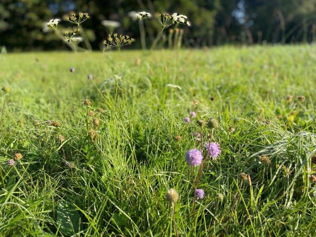 Wiese mit Wildkräutern