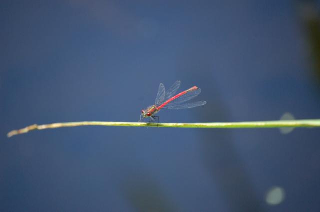 Eine Libelle sitzt auf einem Grashalm