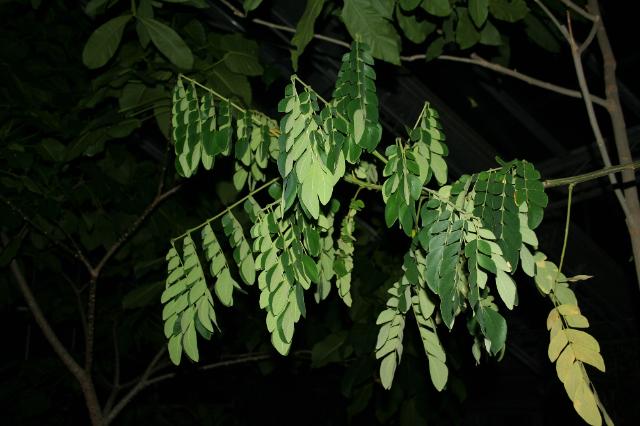 Regenbaum im Ökologisch-Botanischen Garten.