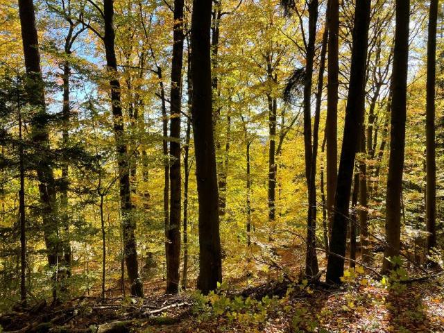 Blick in einen herbstlichen Wald.