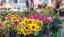 Blumen 01