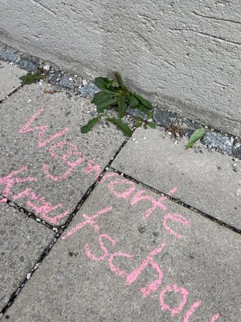Wegwarte wächst aus den Steinen heraus